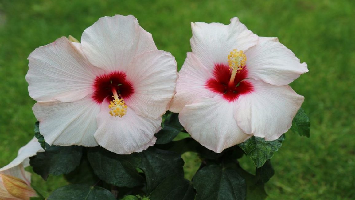 تم تزيين Borias hibiscus بأزهار بيضاء ذات مركز أحمر