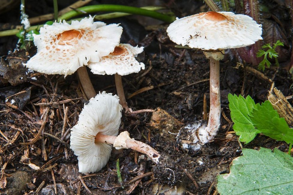 Lepiota pectinata (umbel pectinate)