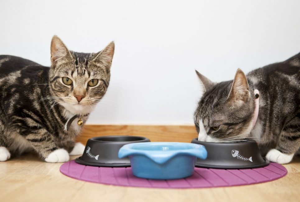 Meilleurs aliments pour chats