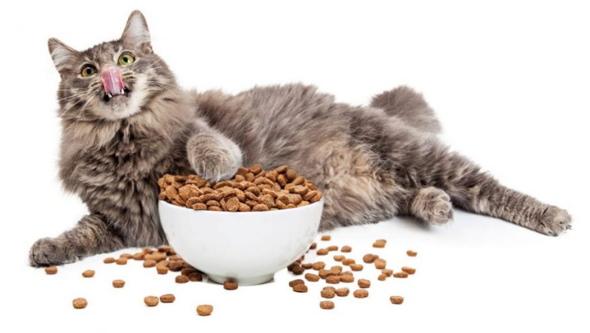 Meilleurs aliments pour chats