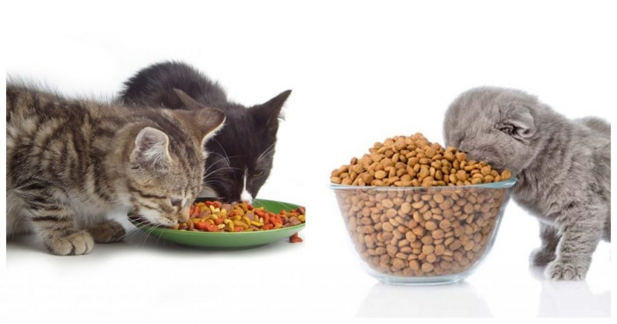 Meilleurs aliments pour chats