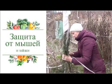 [VIDEO] How to protect young seedlings from rodents in winter