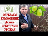 [VIDEO] Gooseberry