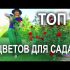 [VIDEO] Perennial flowers