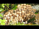 [VÍDEO] Como cultivar instantaneamente muitos cogumelos em seu site
