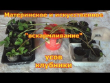 [VIDEO] Two ways to propagate strawberries with mustaches