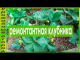 [VIDEO] Remontant strawberry