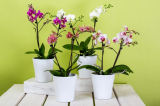 Phalaenopsis-orkidea kotona: hoito oston jälkeen, viljely, jalostussäännöt